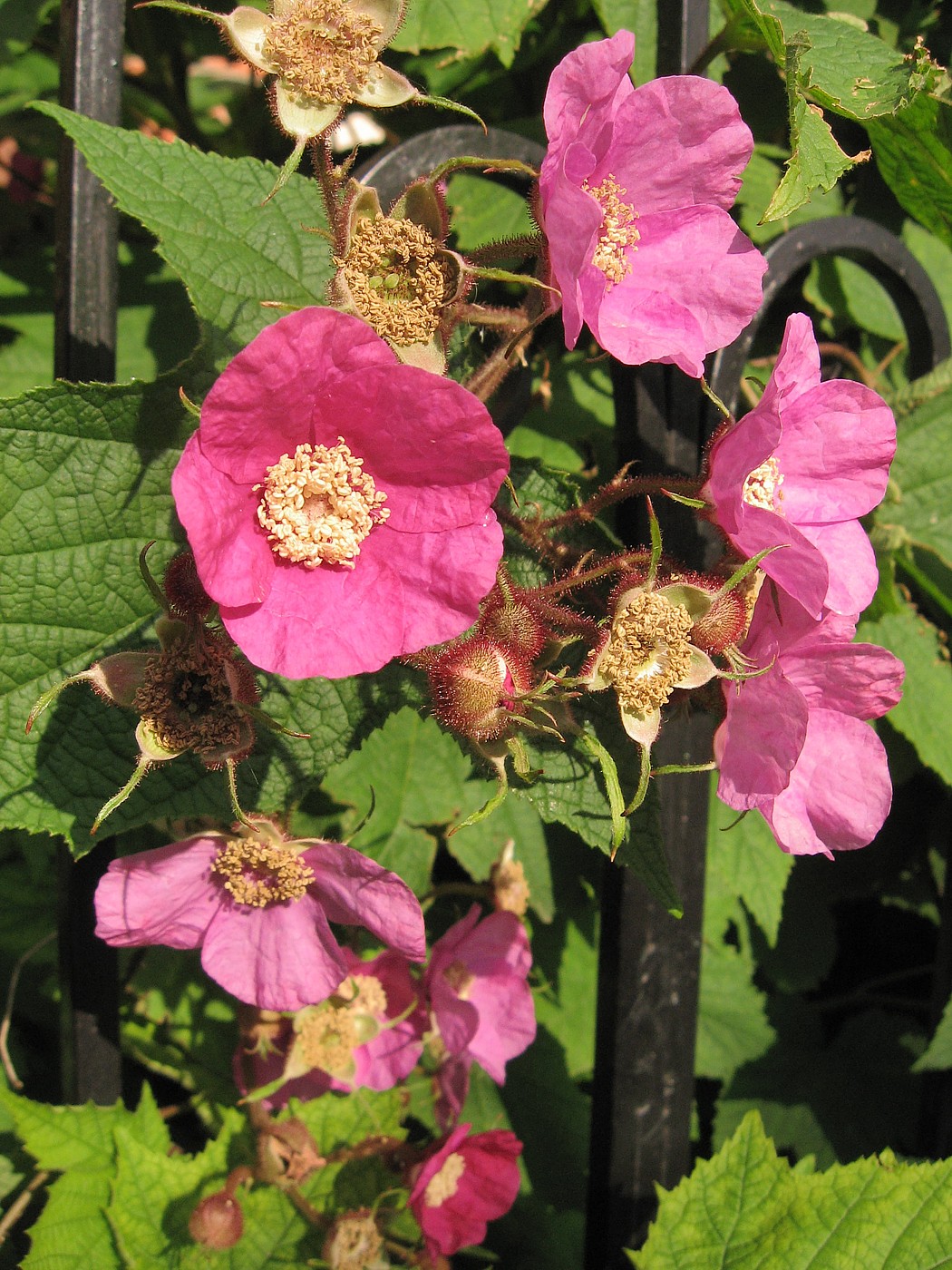 Изображение особи Rubus odoratus.