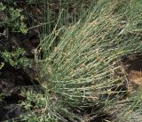 Ephedra equisetina