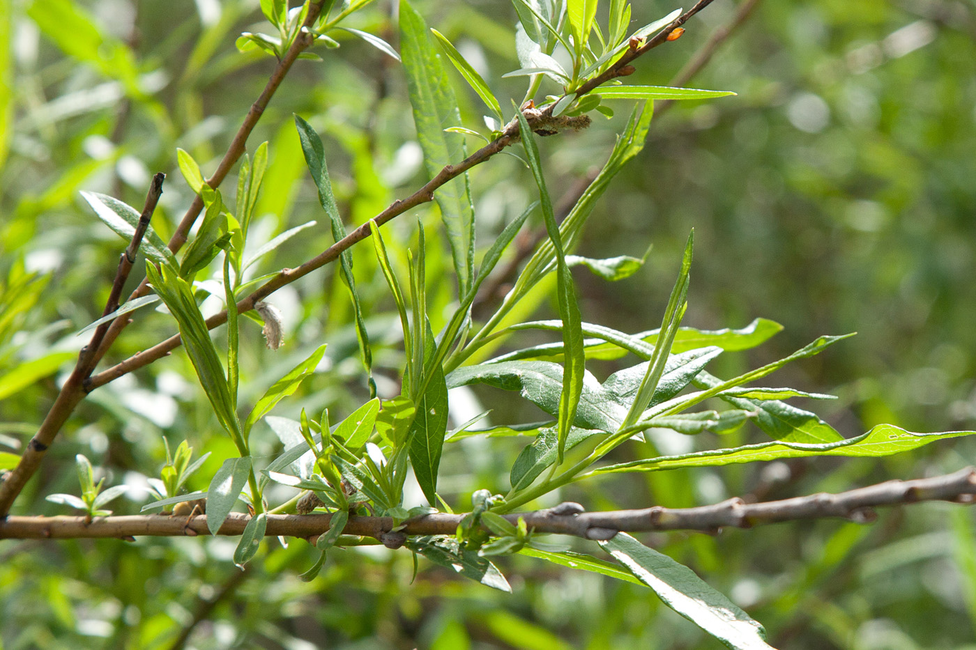 Изображение особи Salix viminalis.