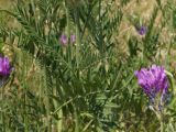 Astragalus onobrychis