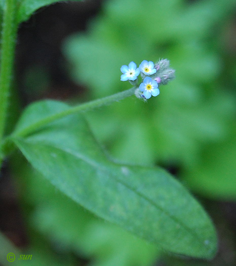 Изображение особи Myosotis arvensis.