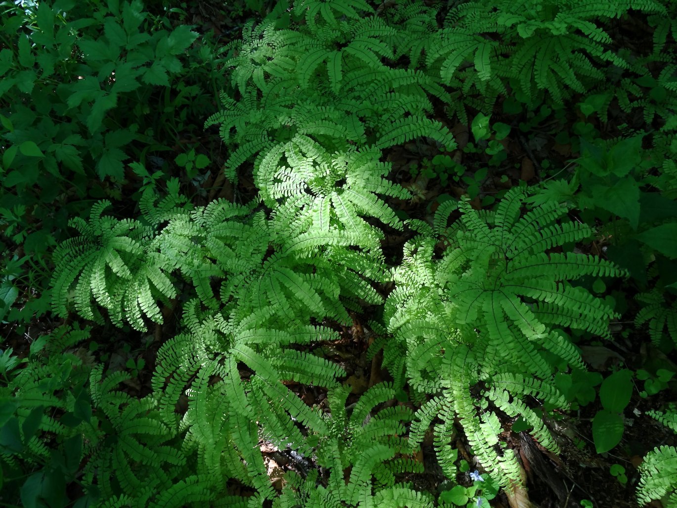 Изображение особи Adiantum pedatum.