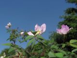Rosa acicularis. Верхушка побега с цветками. Владивосток, Ботанический сад-институт ДВО РАН. 2 июня 2016 г.