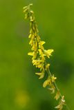 Melilotus officinalis