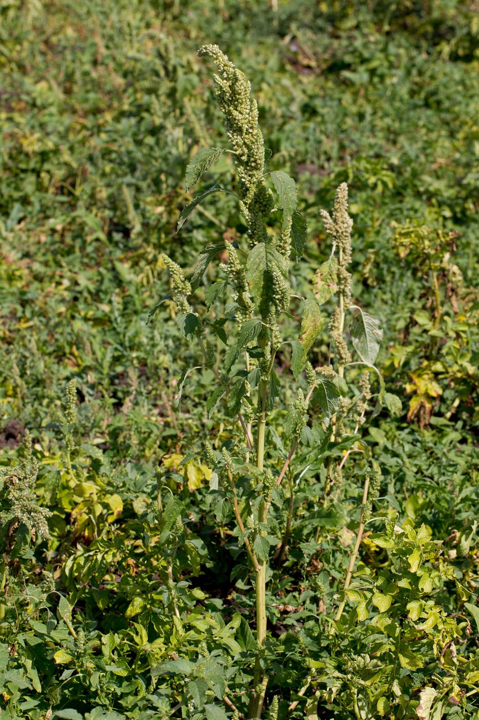 Изображение особи Amaranthus retroflexus.