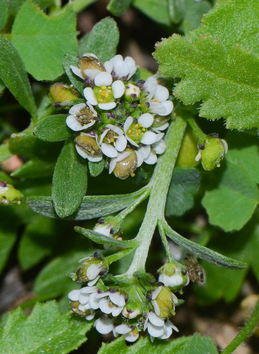 Изображение особи Lobularia arabica.