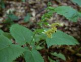 Salvia glutinosa