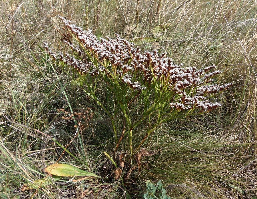 Изображение особи Goniolimon tataricum.