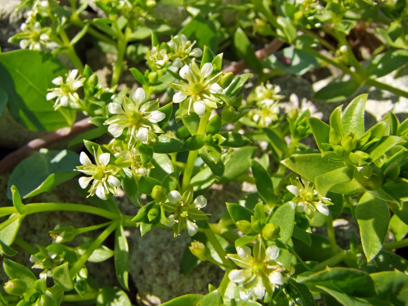Изображение особи Honckenya peploides ssp. major.