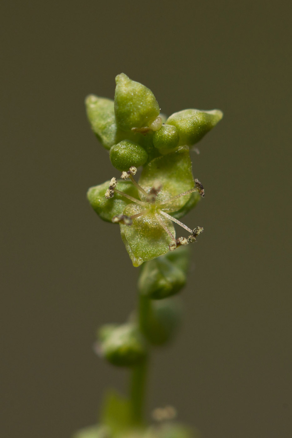 Изображение особи Mercurialis perennis.