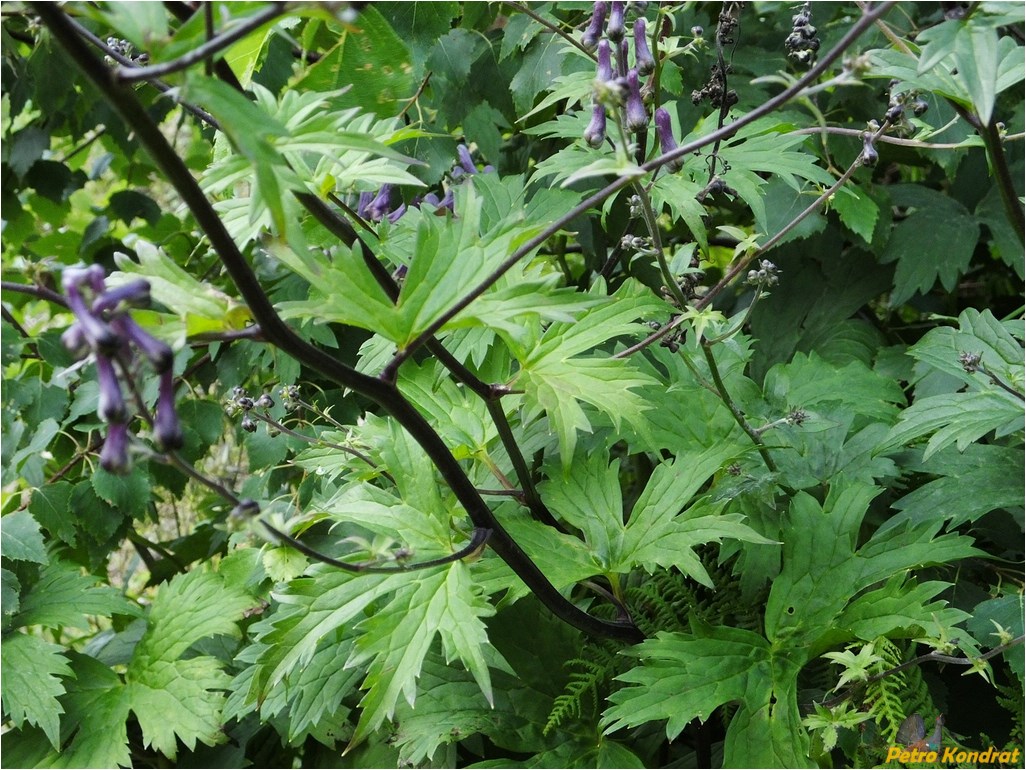 Изображение особи Aconitum moldavicum.