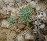 Euphorbia petrophila. Вегетирующее растение в сообществе с Alyssum. Крым, Черноморский р-н, окр. пос. Оленевка, урочище Атлеш, почти вертикальная каменистая осыпь. 18.07.2017.