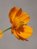 Cosmos sulphureus