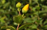 Hypericum calycinum