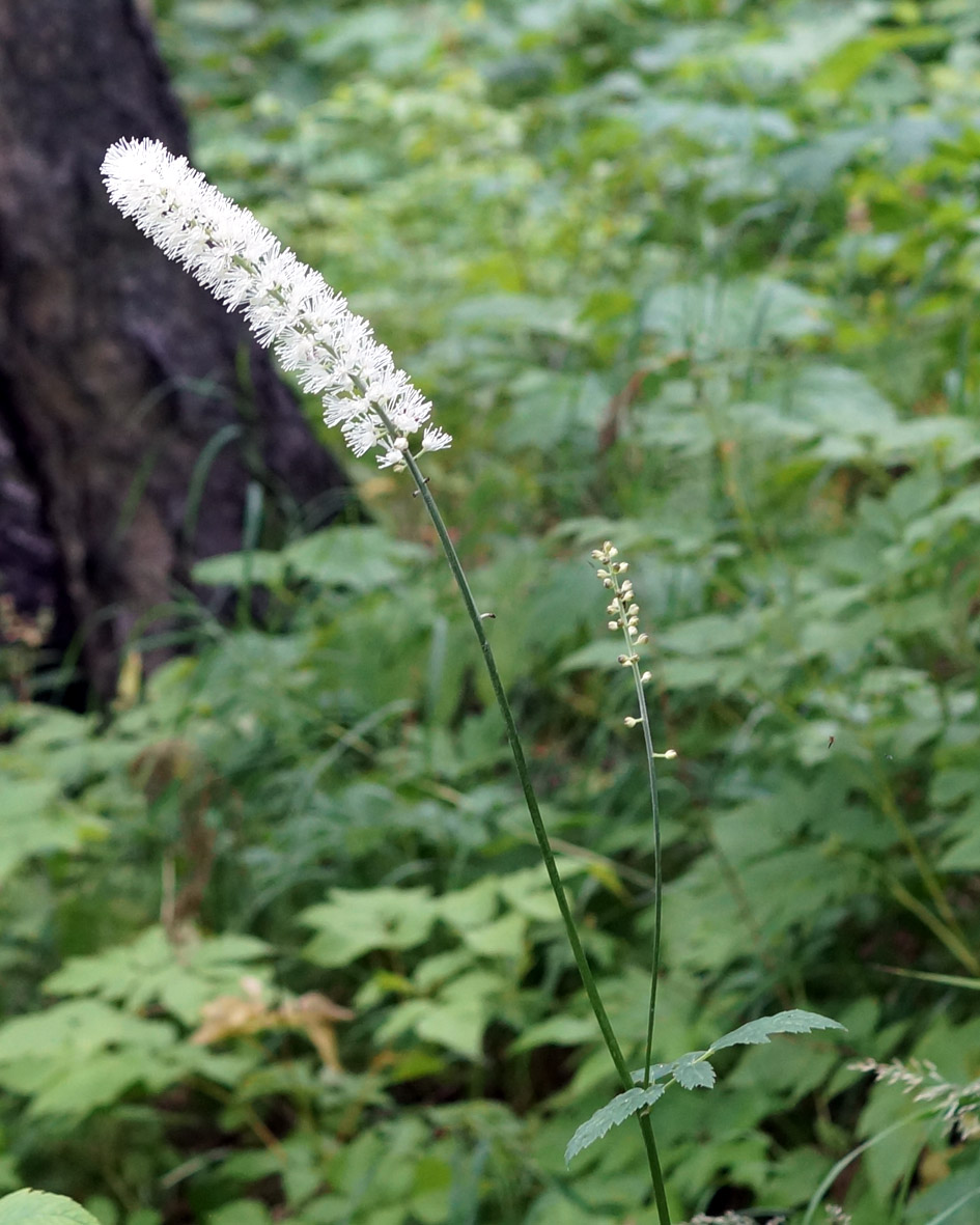 Изображение особи Cimicifuga simplex.