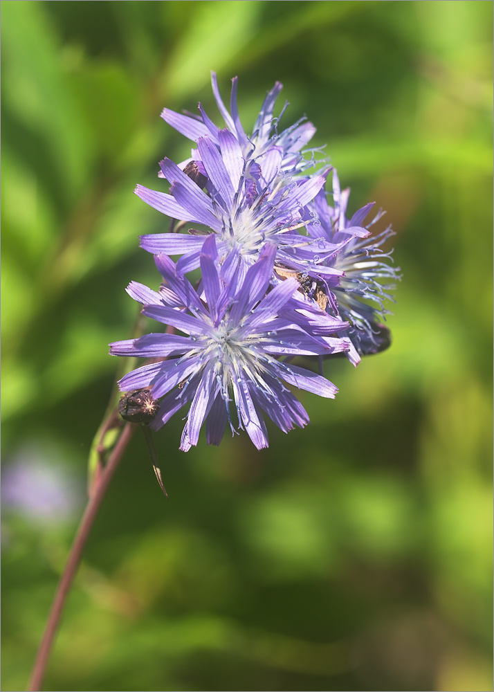 Изображение особи Lactuca sibirica.