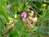 Lathyrus sylvestris. Соцветия с сидящим муравьём. Украина, Ивано-Франковская обл., Долинский р-н, окр. г. Долина, откос насыпи автомобильной дороги. 17.06 2018 г.