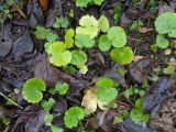 Chrysosplenium alternifolium