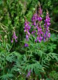 Hedysarum alpinum. Верхушка цветущего растения. Алтай, Катунский хр., берег оз. Верхнее Мультинское, ≈ 1800 м н.у.м., опушка хвойного леса. 01.07.2018.