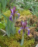 Iris glaucescens