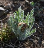 Stemmacantha uniflora. Зацветающее растение. Монголия, аймак Архангай, долина р. Суман-Гол, ≈ 2000 м н.у.м., горная степь. 05.06.2017.