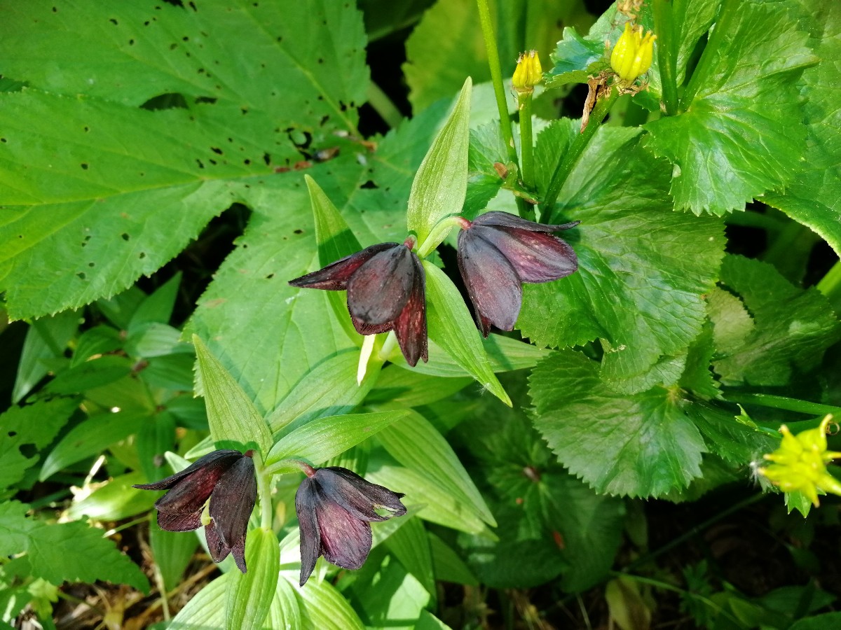 Изображение особи Fritillaria camschatcensis.