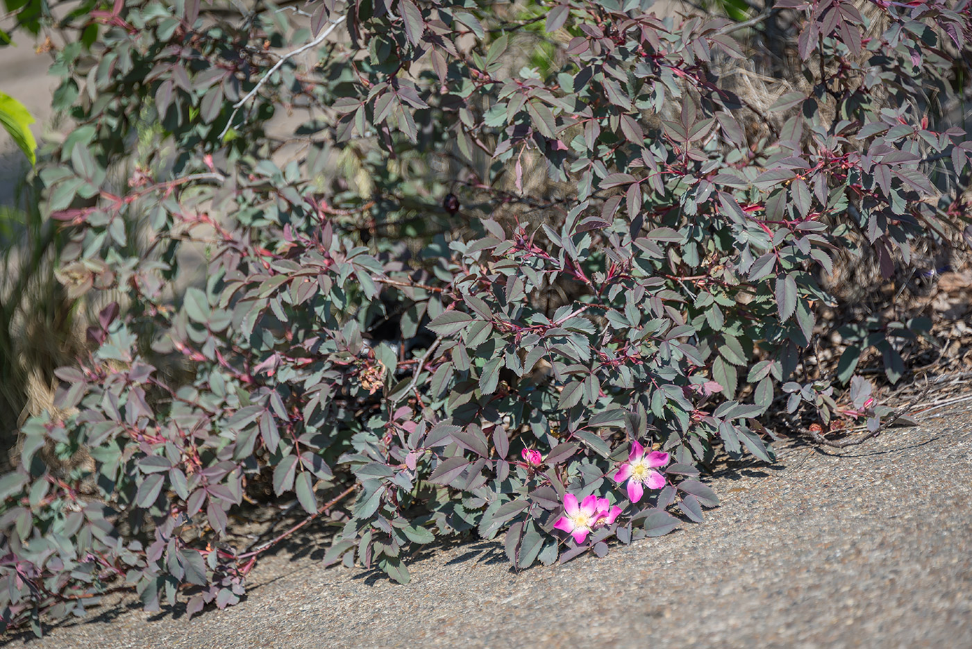 Изображение особи Rosa glauca.