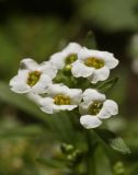 Lobularia maritima