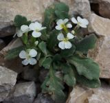 Arabis farinacea