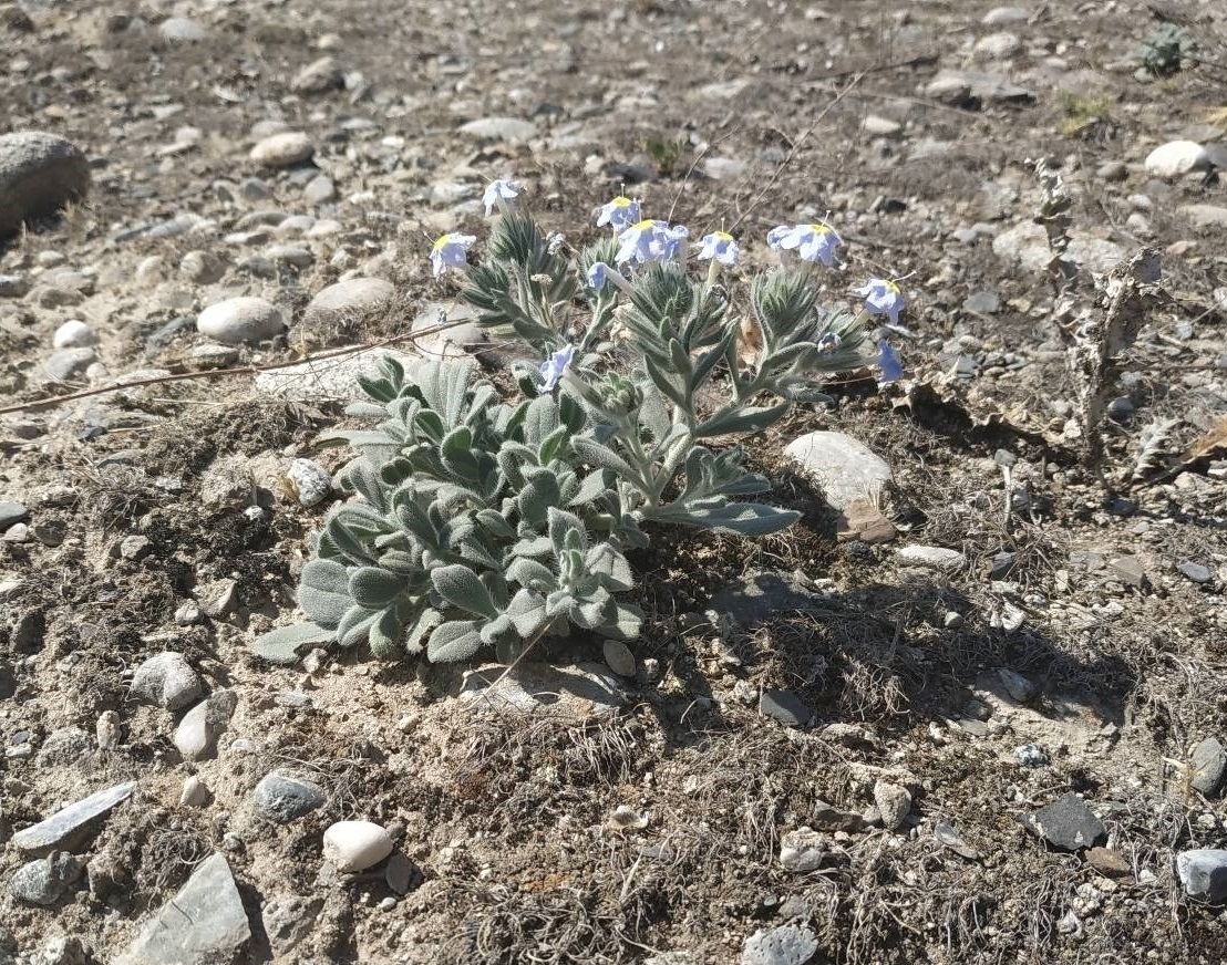 Изображение особи Arnebia obovata.