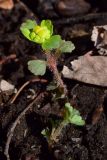 Chrysosplenium pilosum