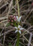 Menyanthes trifoliata