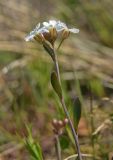 Arabidopsis petraea