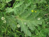 Heracleum leskovii