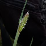 Phalaris brachystachys