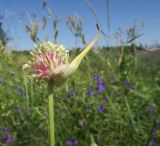 Allium sativum