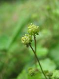 Hydrocotyle ramiflora