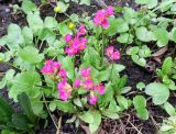 Primula rosea