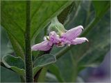 Solanum melongena