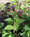 Pulmonaria obscura