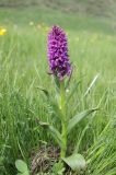 Dactylorhiza euxina. Цветущее растение. Дагестан, Агульский р-н, 3 км ССЗ с. Чираг, влажный луг. 25 июня 2023 г.