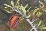 Amygdalus spinosissima. Верхушка ветви с вскрывшимся плодом. Узбекистан, Ташкентская обл., южный склон Чаткальского хребта, бассейн р. Ахангаран, окр. г. Янгиабад, правый склон р. Каттасай. 09.09.2023.