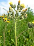 Pilosella × floribunda. Верхушка цветущего растения. Томск, на залежи. 05.07.2009.