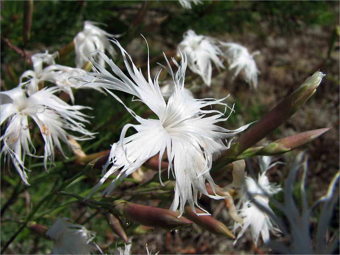 Изображение особи Dianthus borussicus.