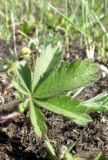 Potentilla humifusa