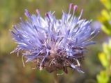 Jasione montana