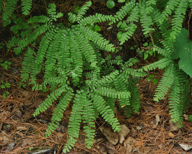 Изображение особи Adiantum pedatum.