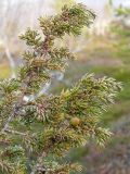 Juniperus sibirica. Ветвь с незрелыми шишкоягодами. Мурманская обл., Североморский р-н, окр. пос. Росляково. 09.05.2009.