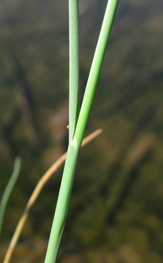 Изображение особи Puccinellia maritima.