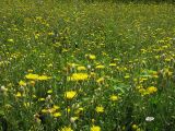 Crepis rhoeadifolia